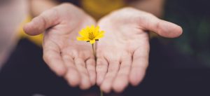 hands holding a small yellow flower